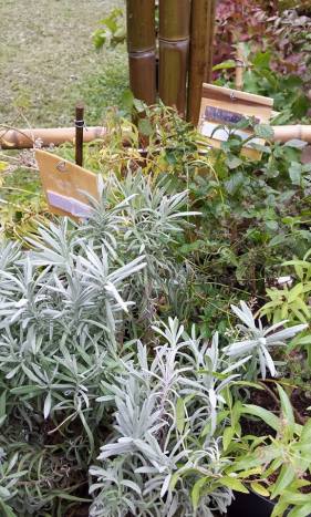 Esperienza olfattiva