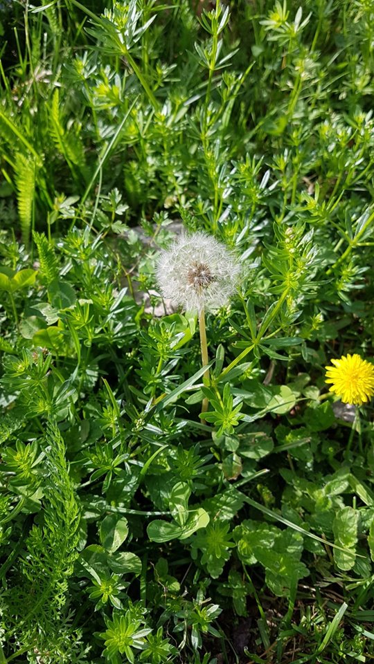 61227680_2404172329604745_5311766258906038272_n